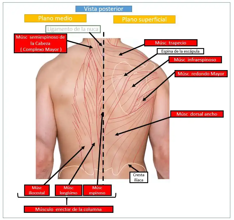 Musculatura de la espalda