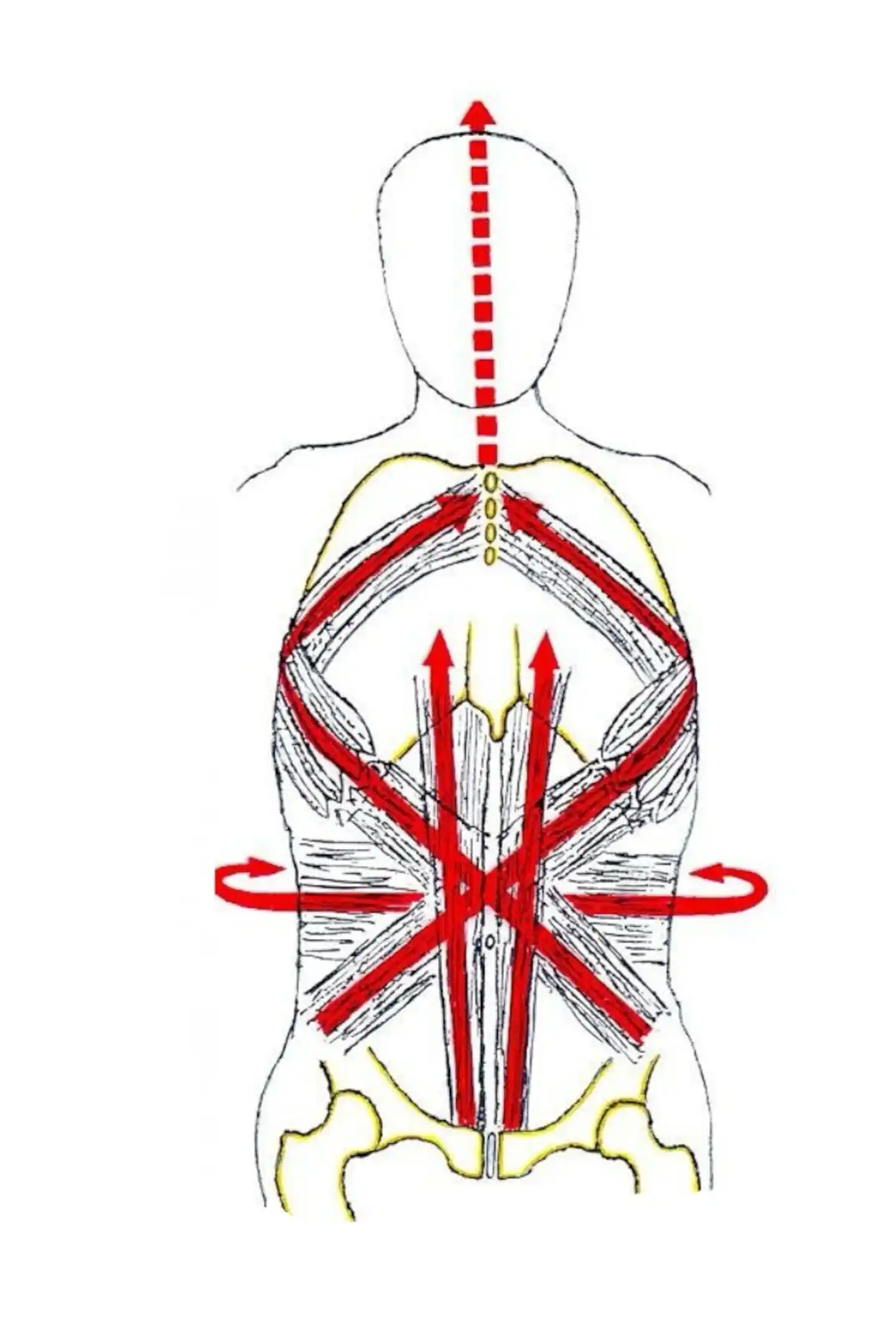 Load distribution through the torso musculature